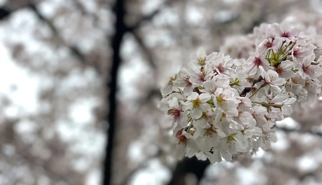 viajar sola a japon e primavera
